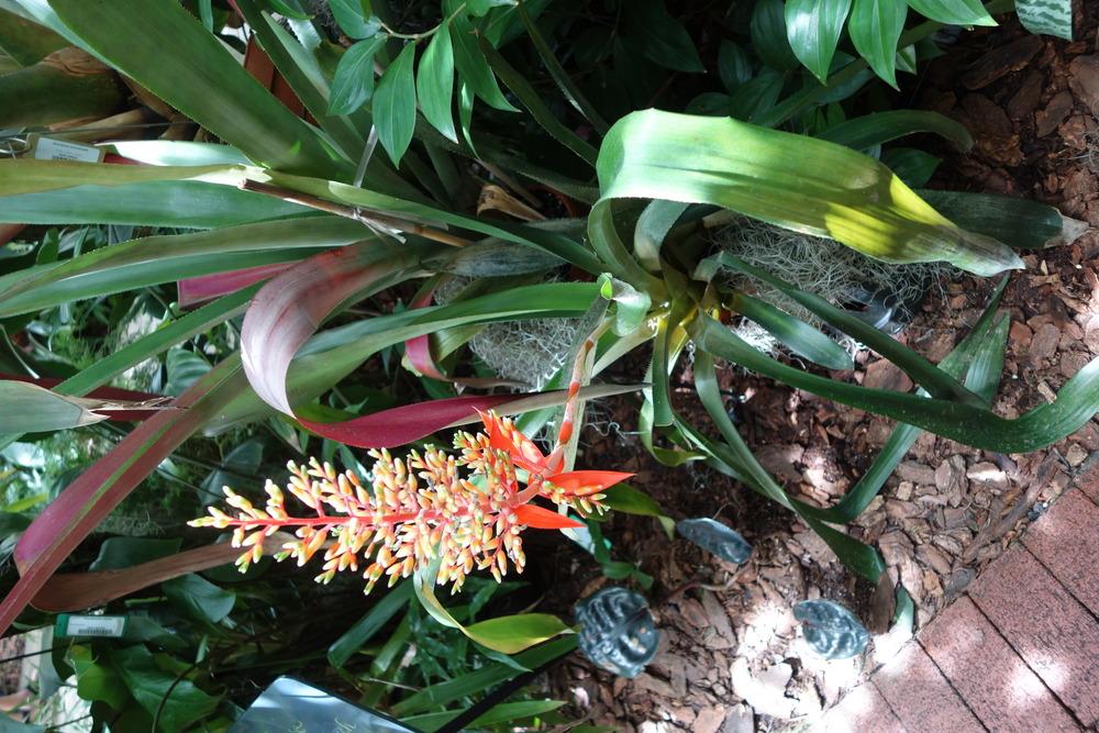 Photo of Bromeliad (Aechmea penduliflora) uploaded by mellielong