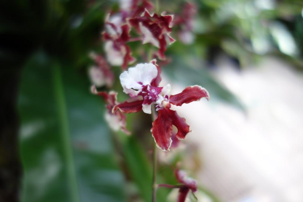 Photo of Chocolate Orchid (Oncidium Sharry Baby) uploaded by mellielong