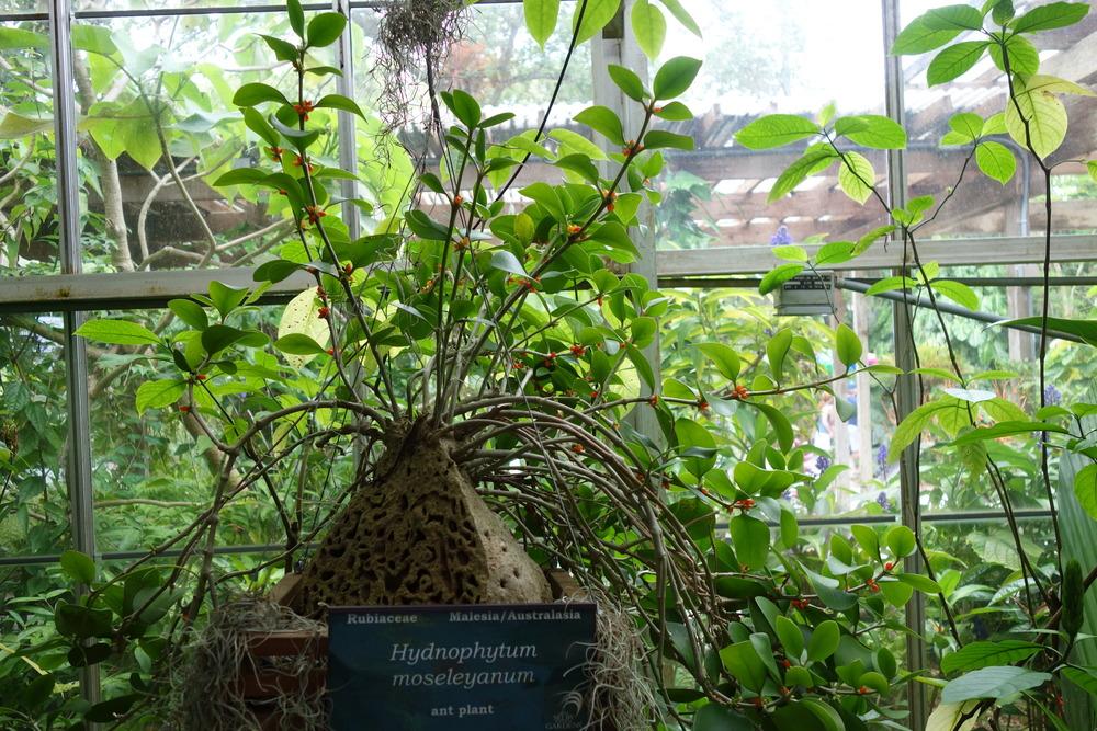Photo of Ant Plant (Hydnophytum moseleyanum) uploaded by mellielong