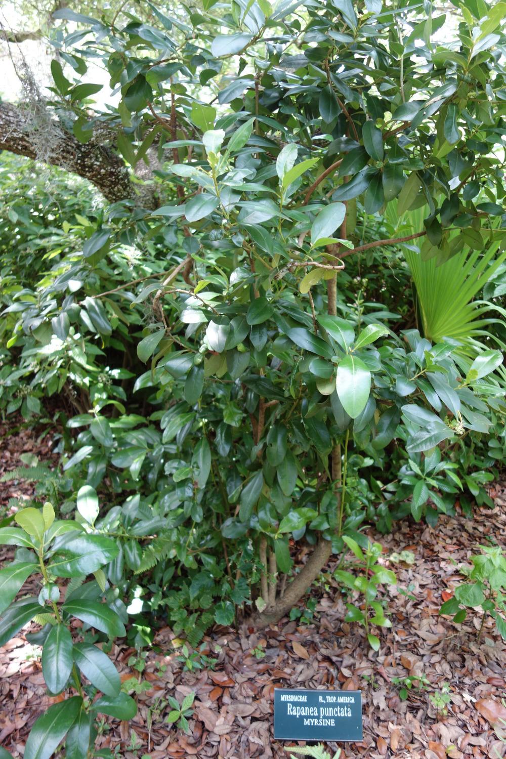Photo of Pororoca (Myrsine floridana) uploaded by mellielong