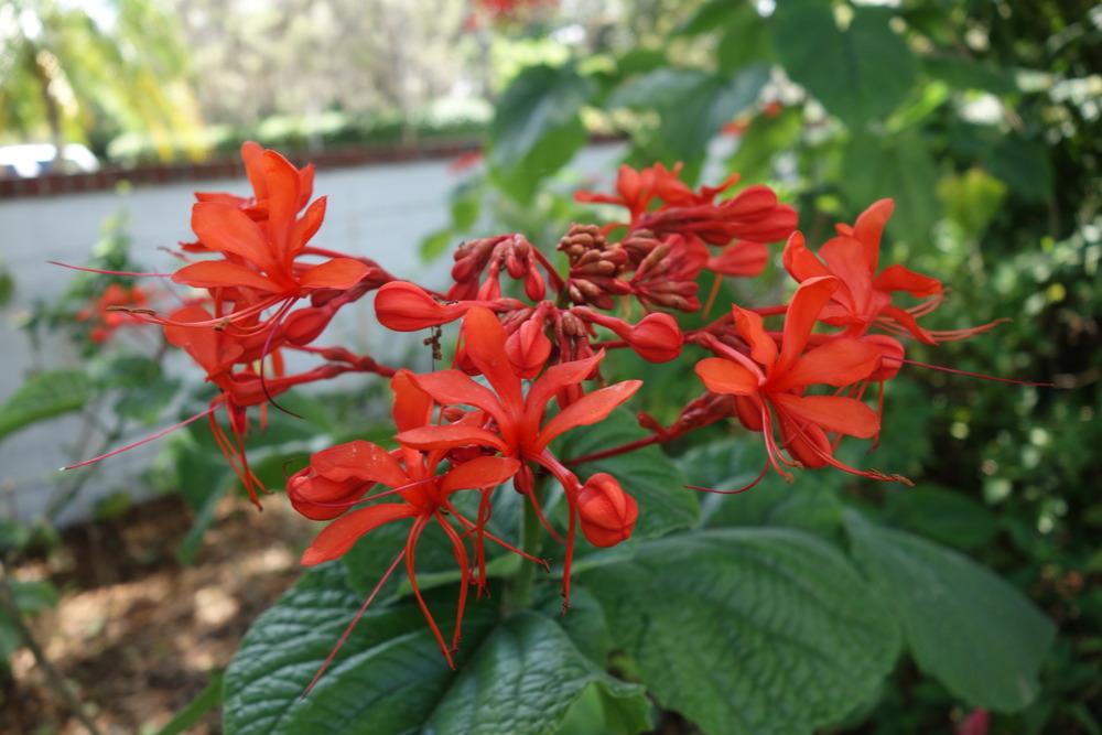 Photo of Flaming Glory Bower (Clerodendrum speciosissimum) uploaded by mellielong