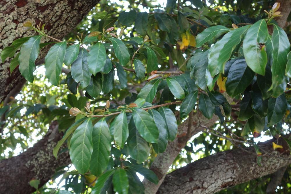 Photo of Artocarpus nitidus subsp. lingnanensis uploaded by mellielong