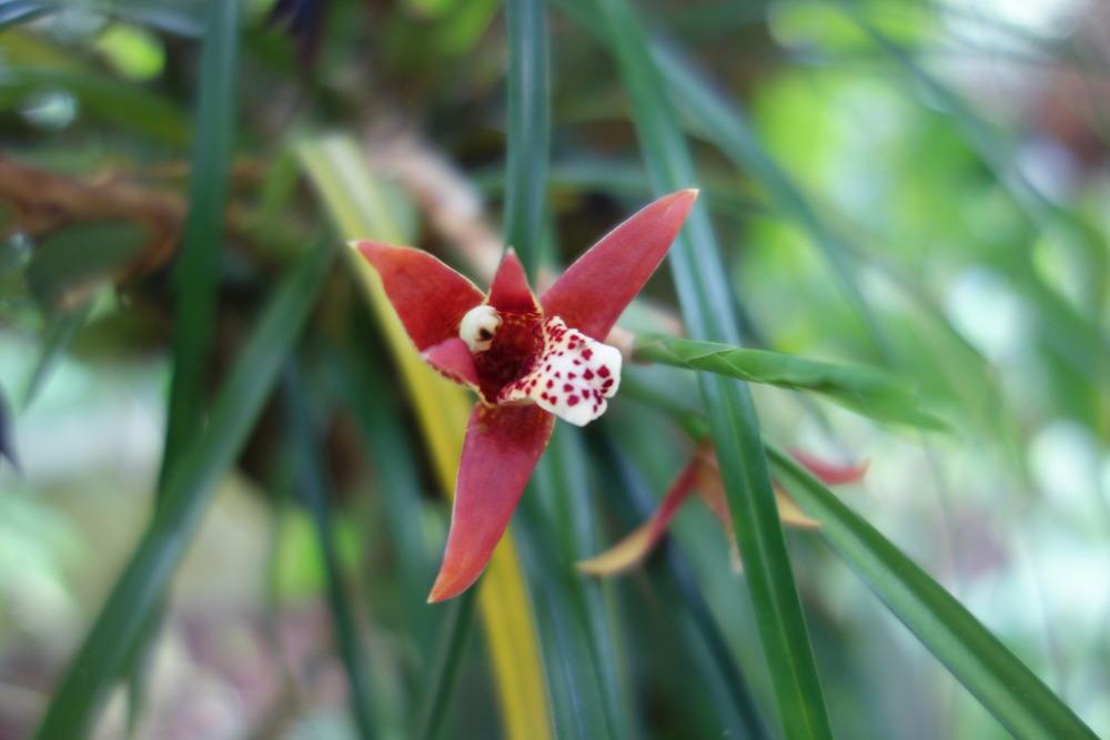 Photo of Coconut Orchid (Maxillaria tenuifolia) uploaded by mellielong