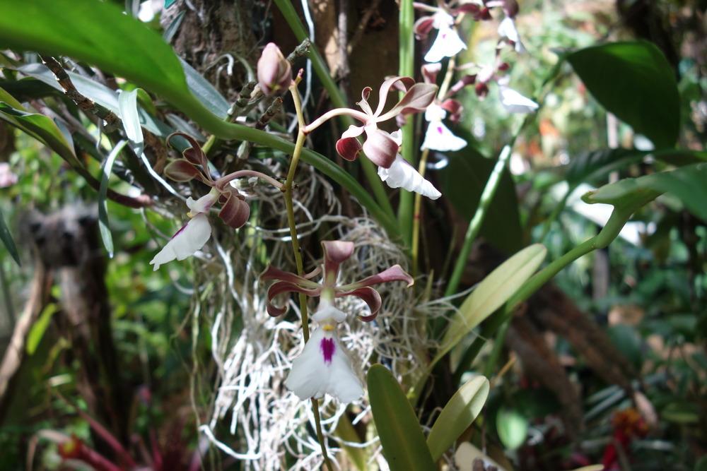 Photo of Orchid (Encyclia cordigera) uploaded by mellielong