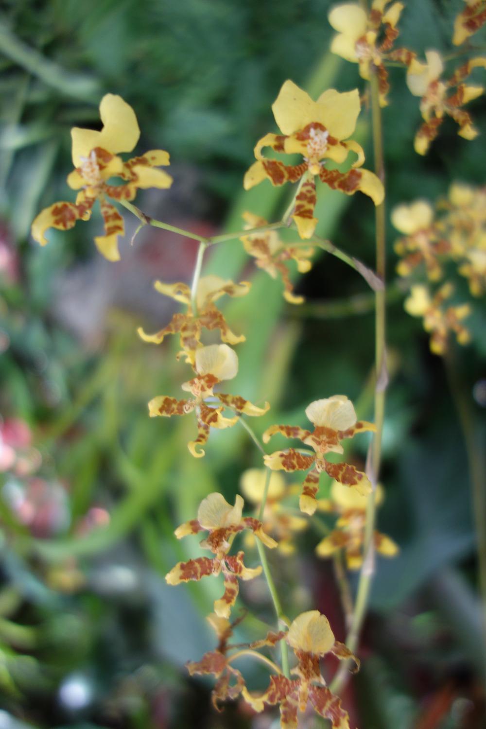 Photo of Golden Shower Orchid (Oncidium sphacelatum) uploaded by mellielong