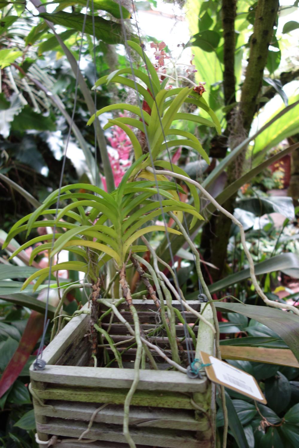 Photo of Orchid (Vanda tessellata) uploaded by mellielong