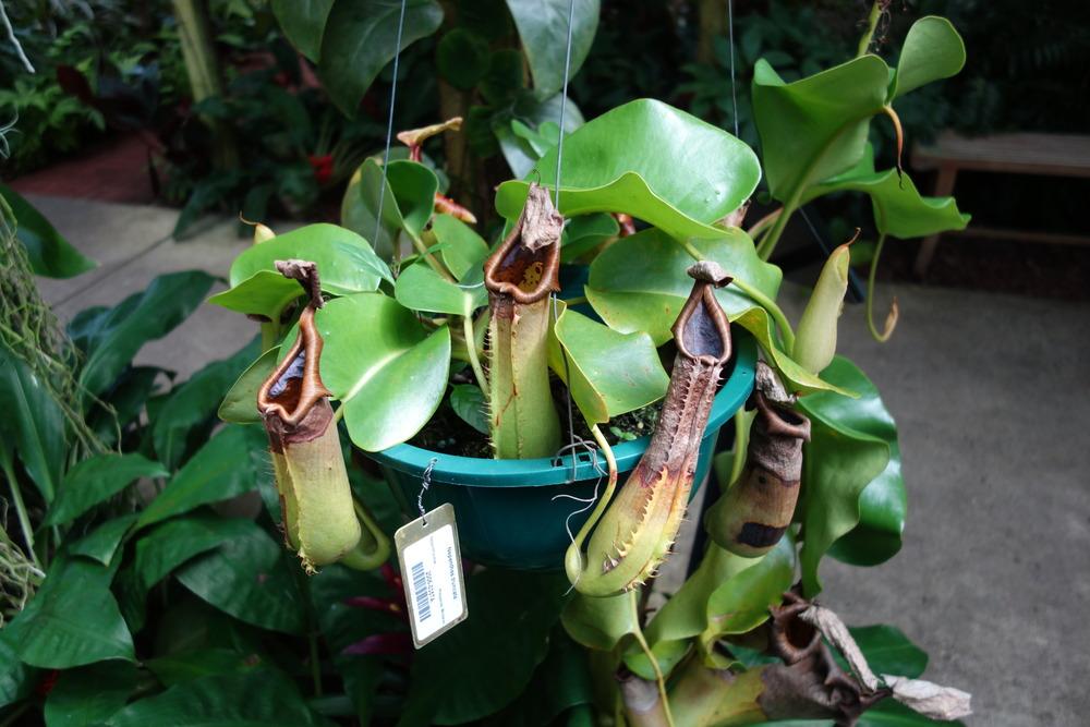 Photo of Tropical Pitcher Plant (Nepenthes truncata) uploaded by mellielong
