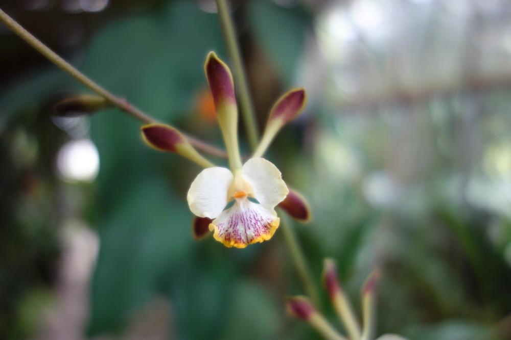 Photo of Orchid (Encyclia alata) uploaded by mellielong
