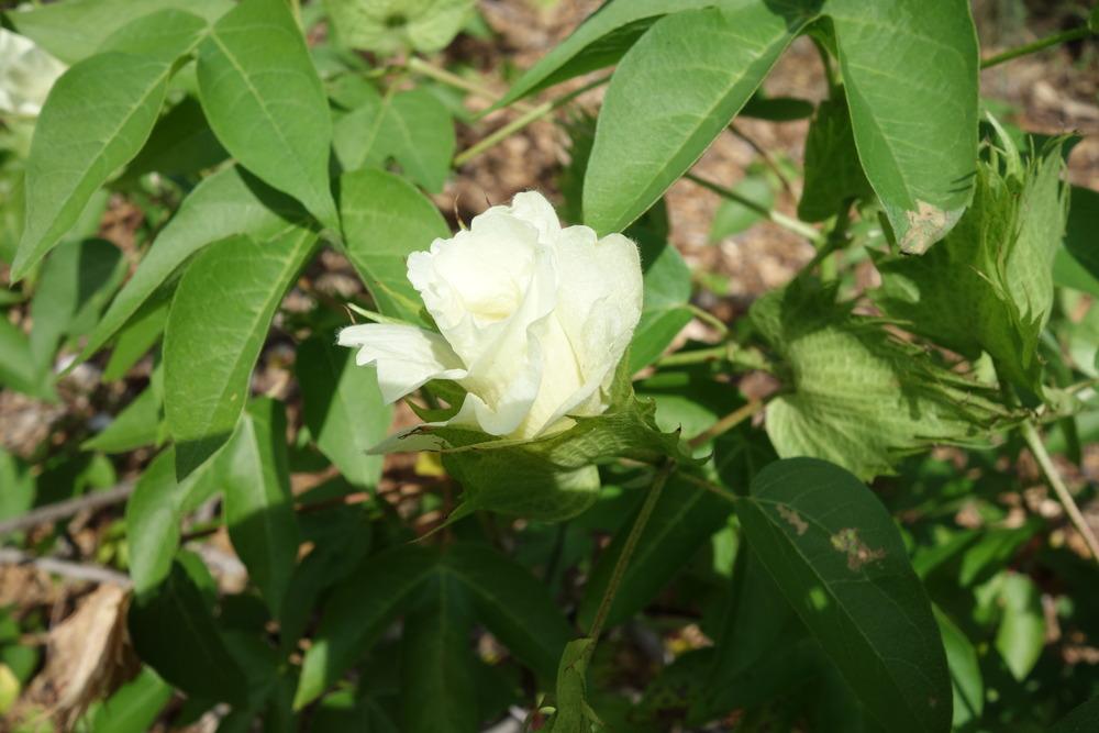 Photo of Upland Cotton (Gossypium hirsutum) uploaded by mellielong