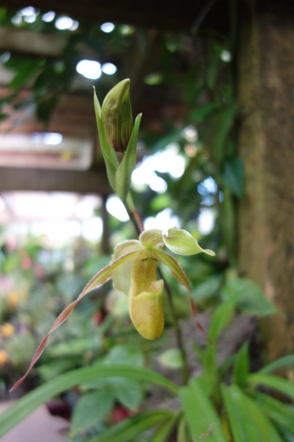 Photo of Orchid (Phragmipedium longifolium) uploaded by mellielong