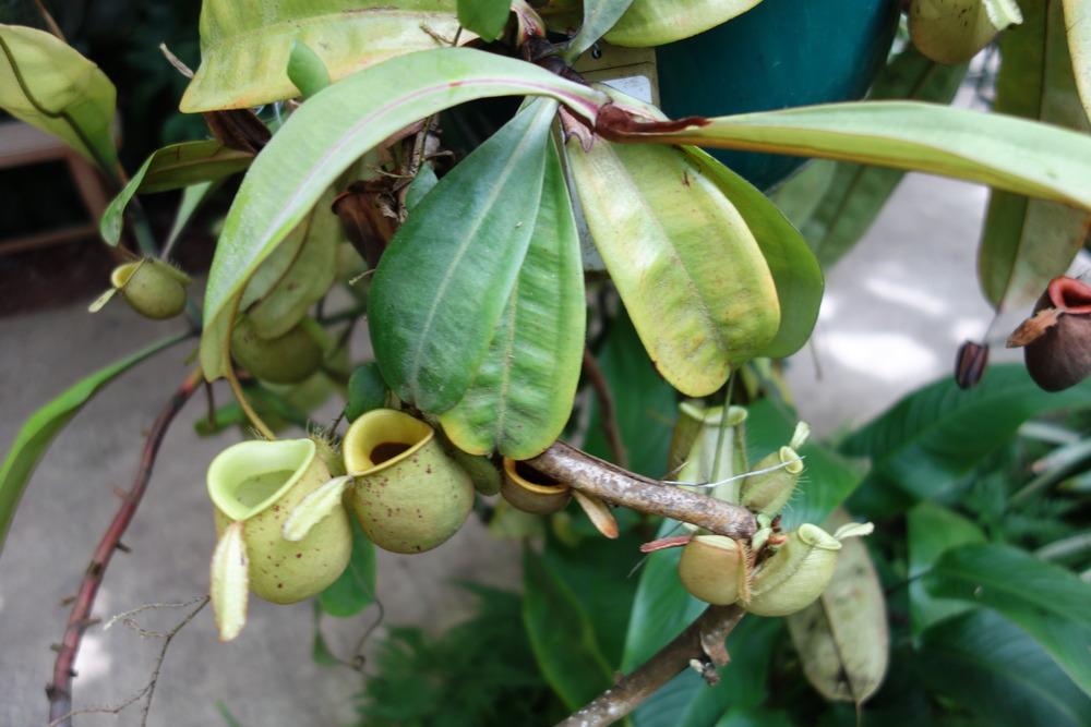 Photo of Flask-Shaped Pitcher Plant (Nepenthes ampullaria) uploaded by mellielong
