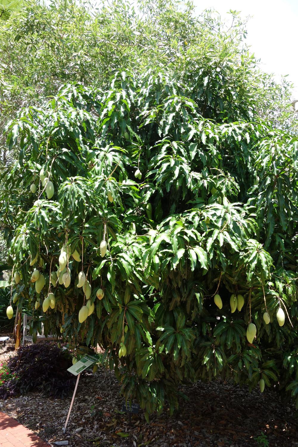 Photo of Common Mango (Mangifera indica 'Nam Dok Mai') uploaded by mellielong