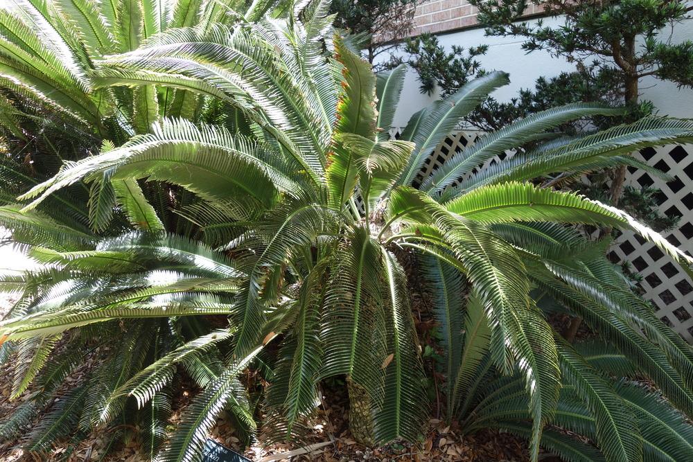 Photo of Cycad (Dioon merolae) uploaded by mellielong