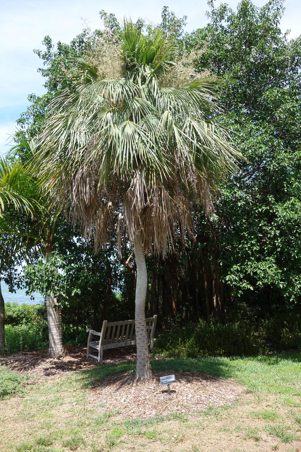 Photo of Carnuba Wax Palm (Copernicia prunifera) uploaded by mellielong