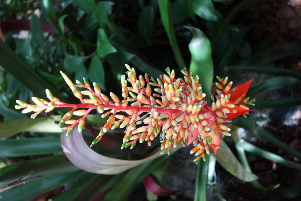 Photo of Bromeliad (Aechmea penduliflora) uploaded by mellielong