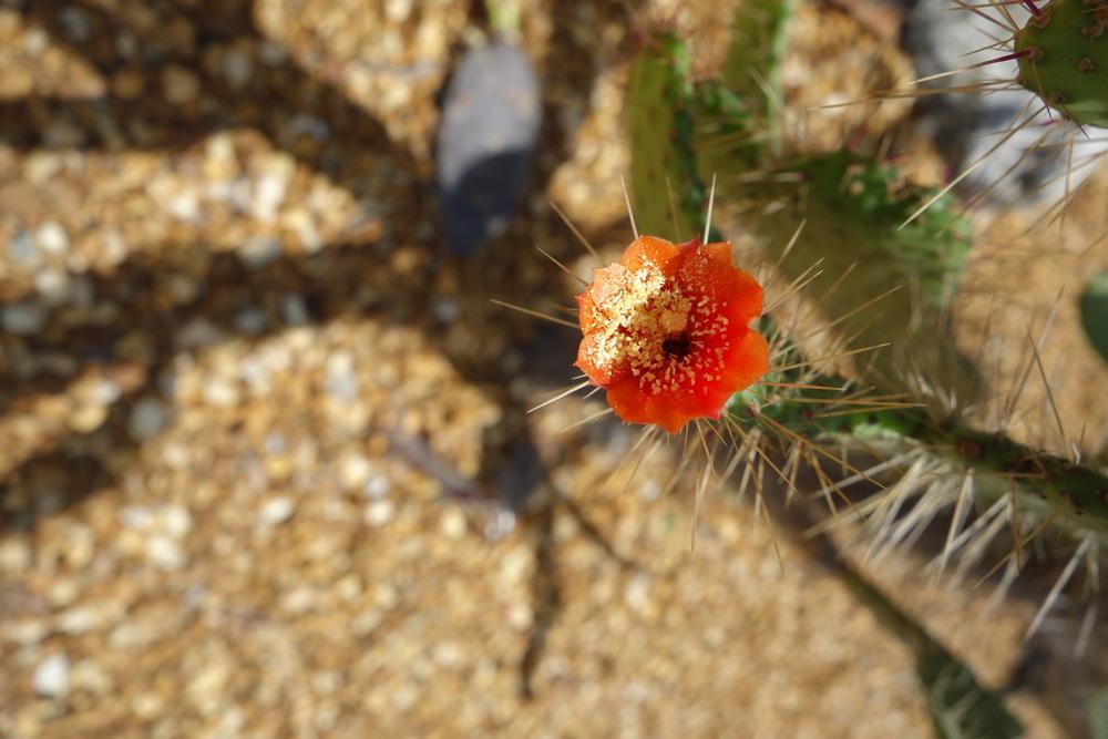 Photo of Florida Semaphore Cactus (Consolea corallicola) uploaded by mellielong