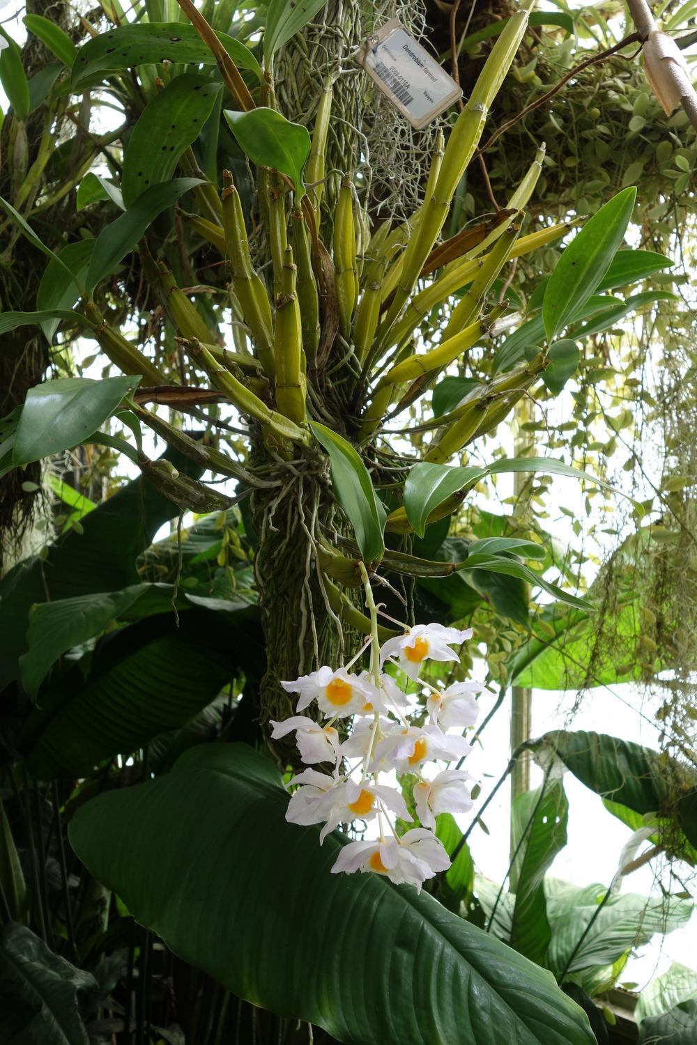 Photo of Orchid (Dendrobium farmeri) uploaded by mellielong