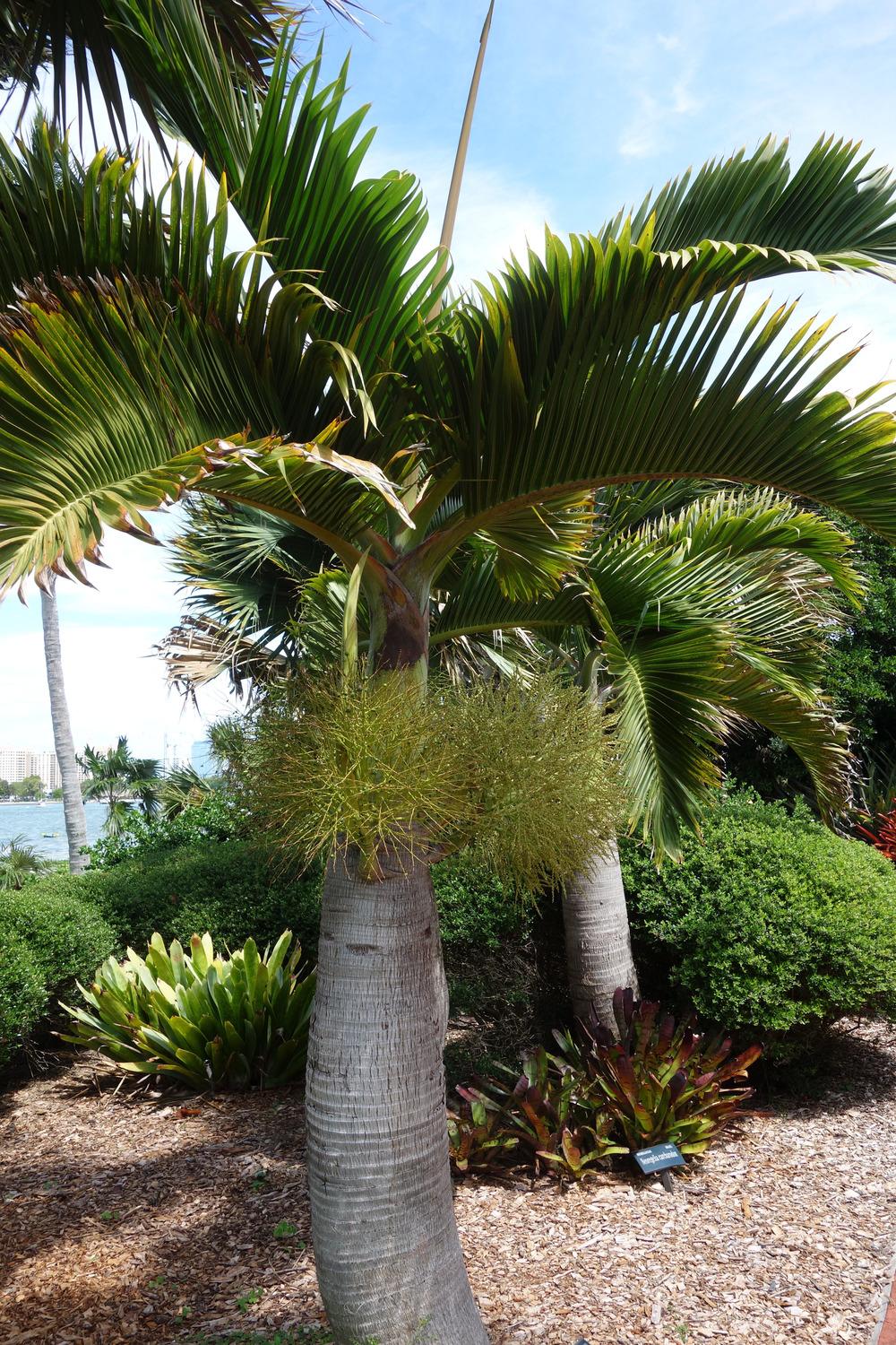 Photo of Bottle Palm (Hyophorbe lagenicaulis) uploaded by mellielong