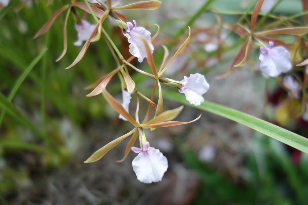 Photo of Ts Uyche (Encyclia bractescens) uploaded by mellielong