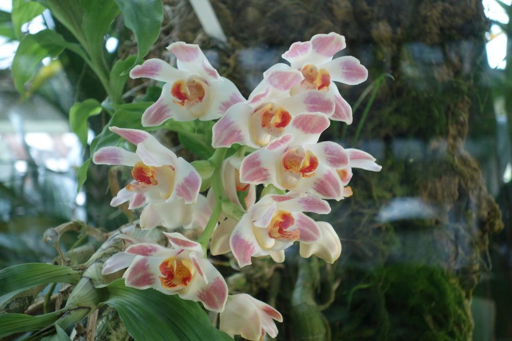 Photo of Orchid (Chysis violacea) uploaded by mellielong