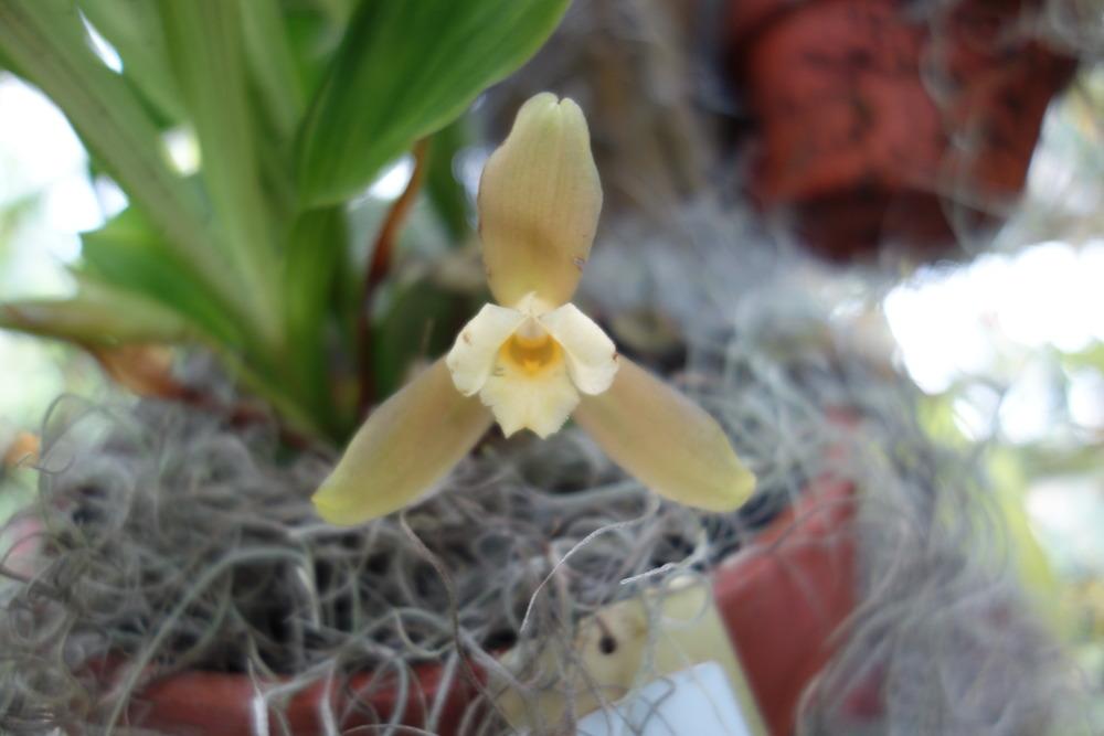 Photo of Orchid (Lycaste xytriophora) uploaded by mellielong