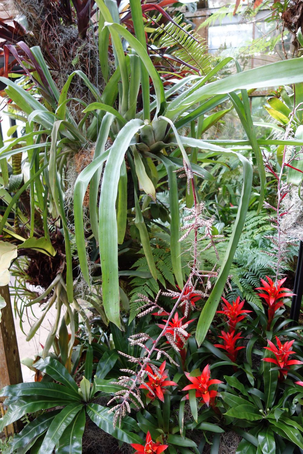 Photo of Bromeliad (Aechmea pubescens) uploaded by mellielong