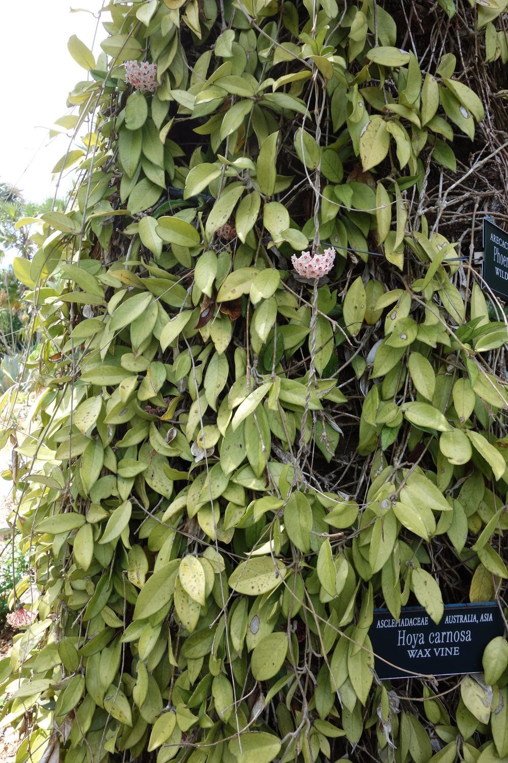 Photo of Wax Plant (Hoya carnosa) uploaded by mellielong