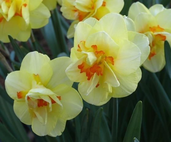 Photo of Double Daffodil (Narcissus 'Tahiti') uploaded by plantrob