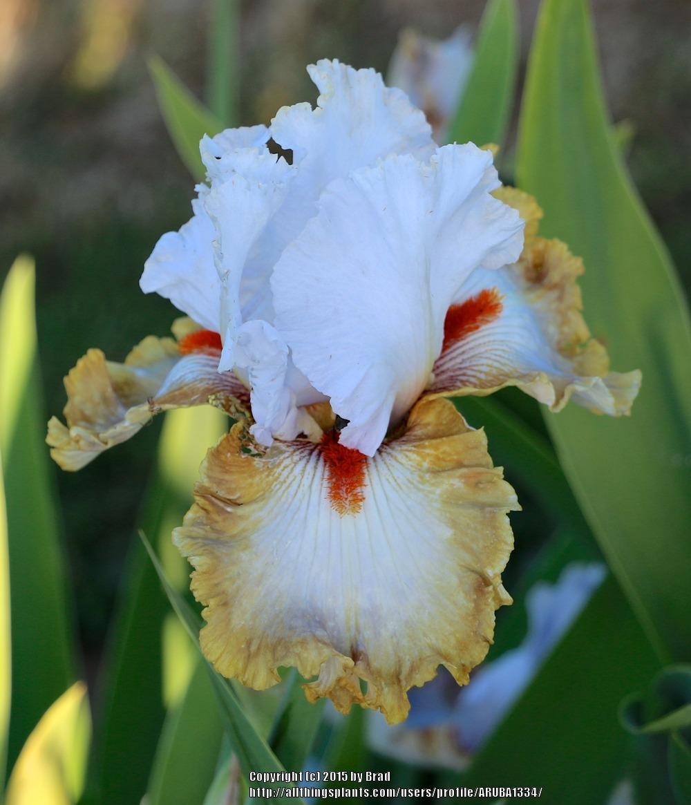 Photo of Tall Bearded Iris (Iris 'Snaparazzi') uploaded by ARUBA1334