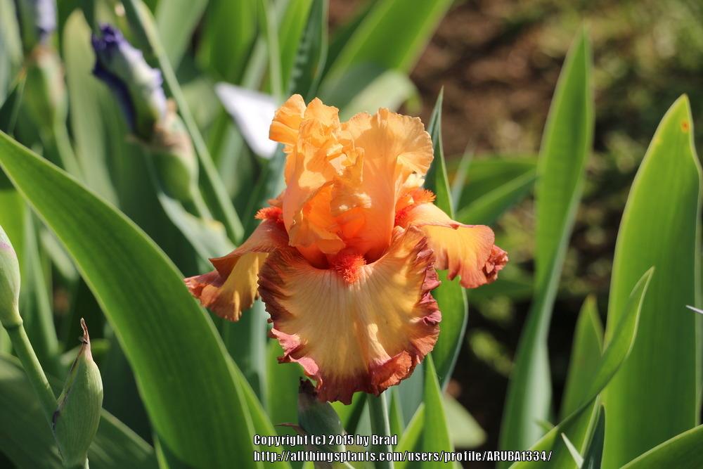 Photo of Tall Bearded Iris (Iris 'Ringtone') uploaded by ARUBA1334