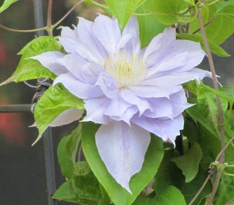 Photo of Clematis 'Belle of Woking' uploaded by Bloombuddie