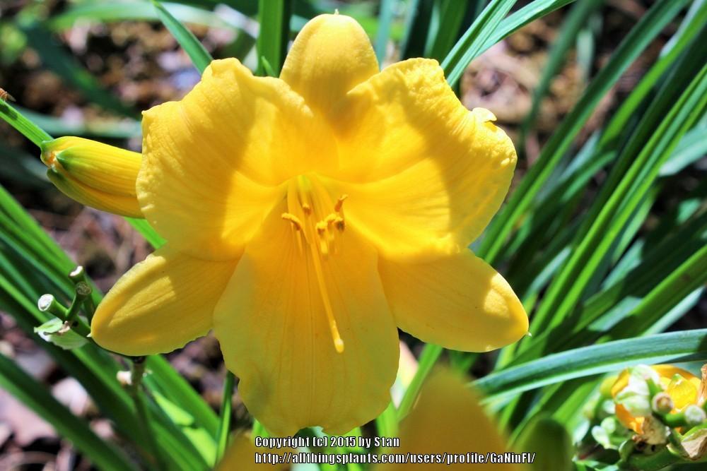 Photo of Daylily (Hemerocallis 'Stella de Oro') uploaded by GaNinFl