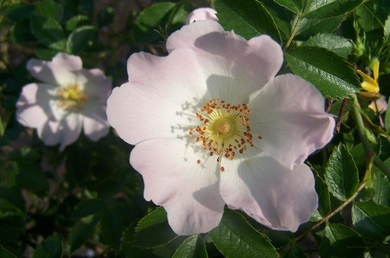 Photo of Briar Rose (Rosa canina) uploaded by admin
