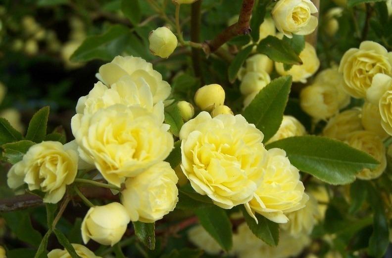Photo of Lady Banks Yellow (Rosa banksiae 'Lutea') uploaded by admin