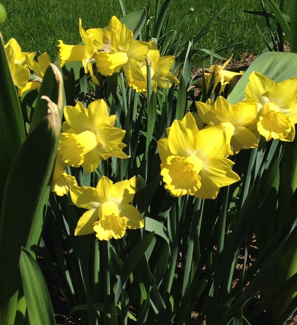 Photo of Trumpet Daffodil (Narcissus 'Sabatini') uploaded by bxncbx