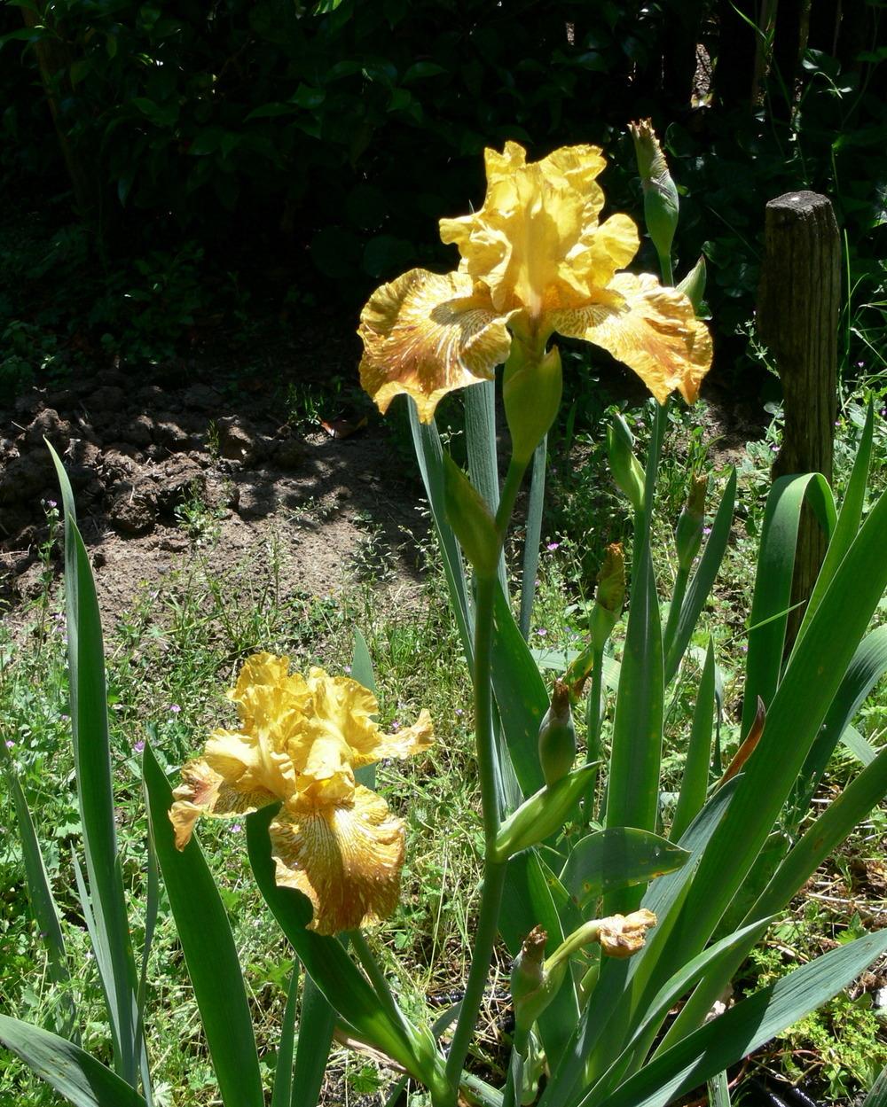 Photo of Tall Bearded Iris (Iris 'Tiger Honey') uploaded by janwax