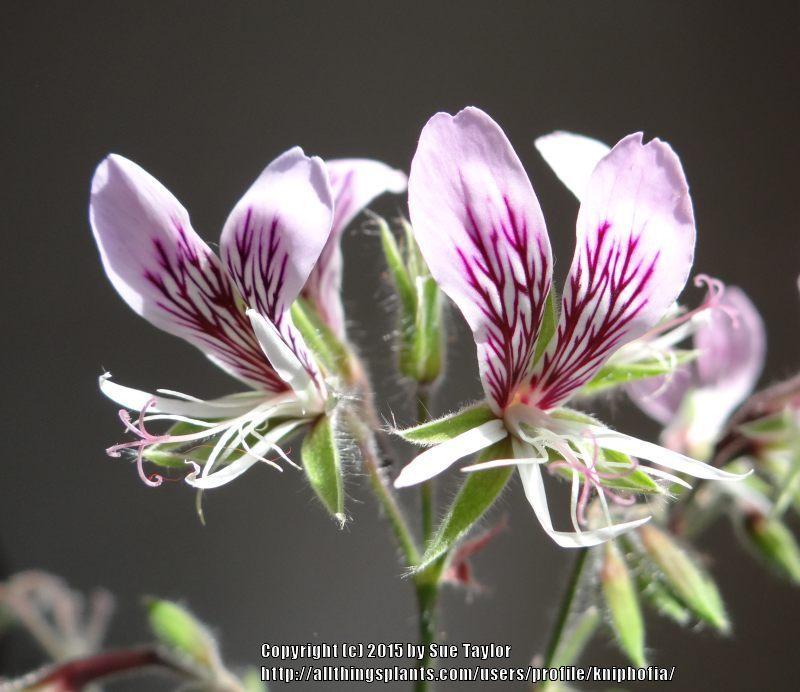 Photo of Heart-leaved Storkbill (Pelargonium cordifolium) uploaded by kniphofia