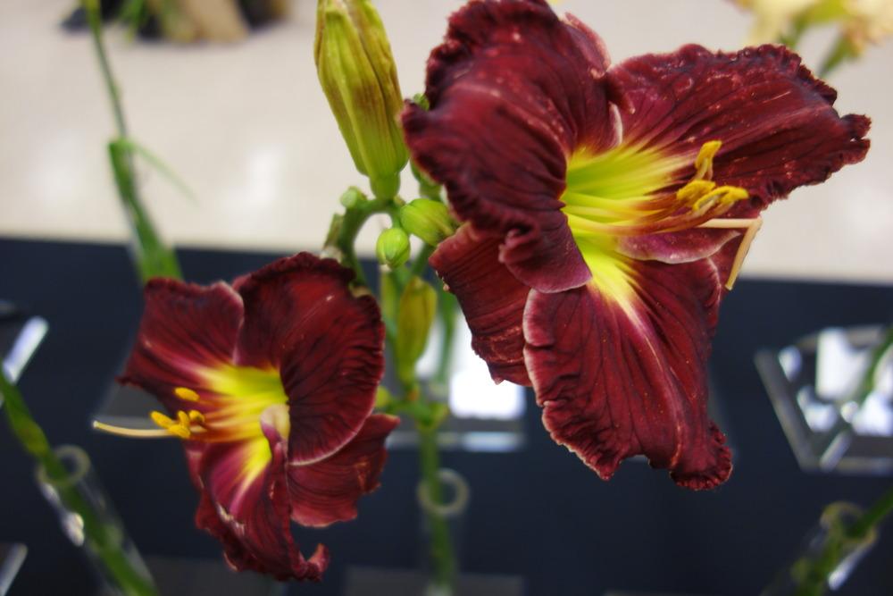 Photo of Daylily (Hemerocallis 'Parting the Red Sea') uploaded by mellielong