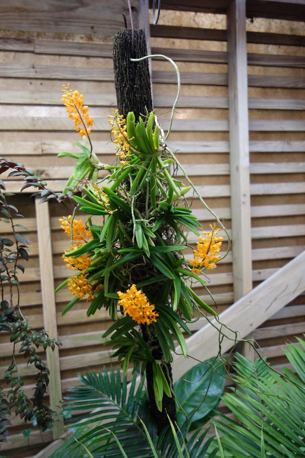 Photo of Orchid (Vanda garayi) uploaded by mellielong