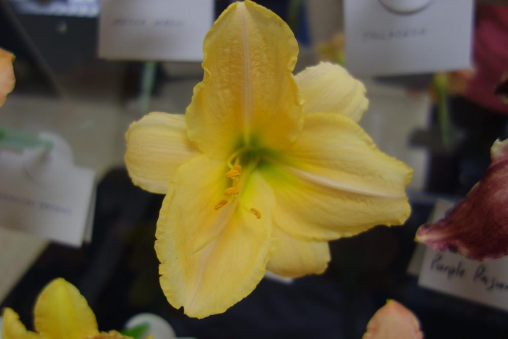 Photo of Daylily (Hemerocallis 'Earnest Yearwood') uploaded by mellielong