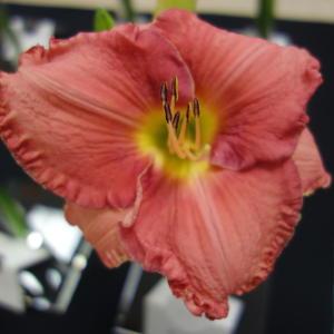 Bay Area Daylily Society Show and Sale