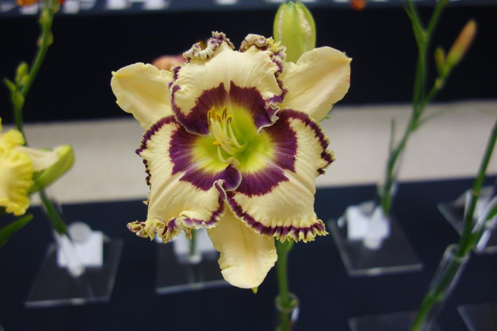 Photo of Daylily (Hemerocallis 'Your Place or Mine') uploaded by mellielong