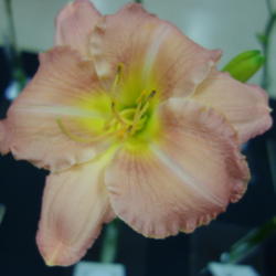 Location: Pinellas Park, FL
Date: 2015-05-02
Bay Area Daylily Society Show and Sale