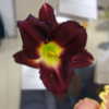 Bay Area Daylily Society Show and Sale