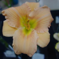 Location: Pinellas Park, FL
Date: 2015-05-02
Bay Area Daylily Society Show and Sale