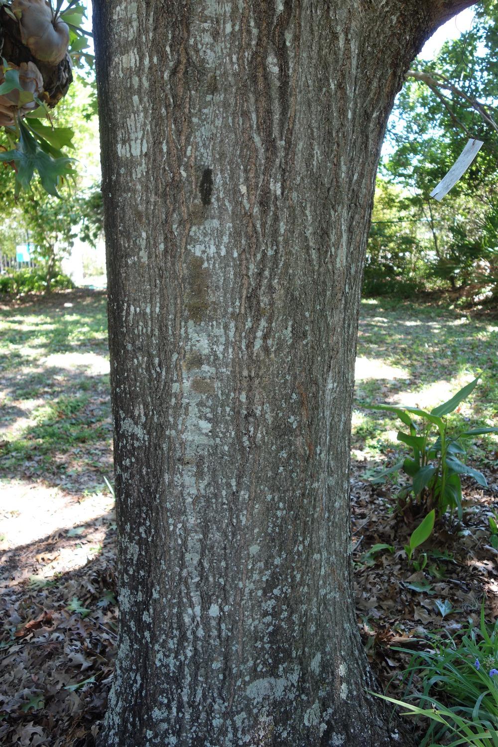 Photo of Shumard red oak (Quercus shumardii) uploaded by mellielong