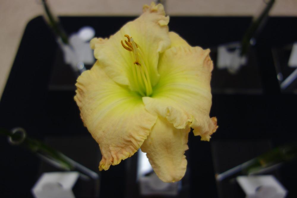 Photo of Daylily (Hemerocallis 'Lime in the Coconut') uploaded by mellielong