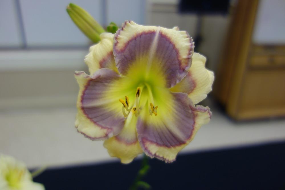 Photo of Daylily (Hemerocallis 'Blue Spring') uploaded by mellielong