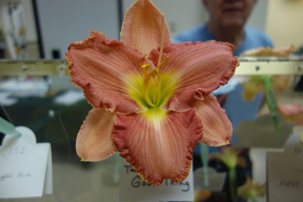 Photo of Daylily (Hemerocallis 'Too Much of a Good Thing') uploaded by mellielong