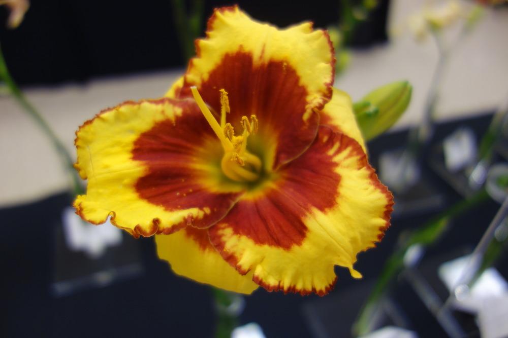 Photo of Daylily (Hemerocallis 'Morning Colors') uploaded by mellielong